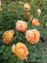 Lady of Shalott Lady of Shalott