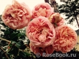 Abraham Darby Abraham Darby