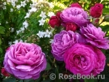 Heidi Klum Rose Heidi Klum Rose
