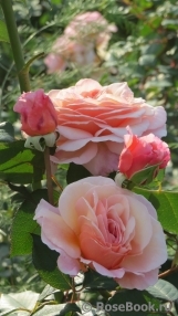 A Shropshire Lad