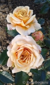 Mireille Dumas Mireille Dumas