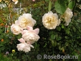 Crocus Rose® Crocus Rose®