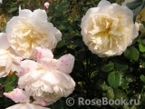 Crocus Rose® Crocus Rose®