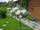 Aspirin Rose Aspirin Rose