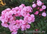 Heavenly Pink Heavenly Pink