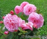 Tickled Pink Tickled Pink