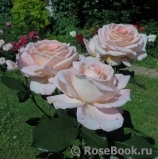 Bloom of Ruth Bloom of Ruth