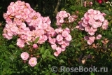 Heavenly Pink Heavenly Pink