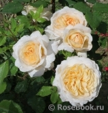 Crocus Rose® Crocus Rose®