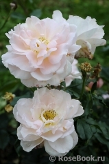 Chandos Beauty Chandos Beauty