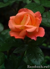 Rosemary Harkness Rosemary Harkness