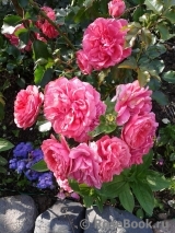 Rosarium Uetersen Rosarium Uetersen
