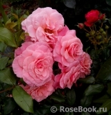 Tickled Pink Tickled Pink