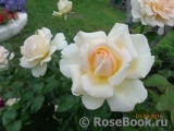 Chandos Beauty Chandos Beauty