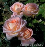 Bloom of Ruth Bloom of Ruth