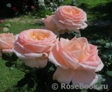 Bloom of Ruth Bloom of Ruth