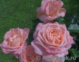 Bloom of Ruth Bloom of Ruth