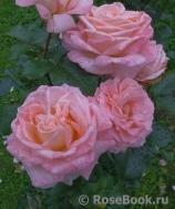 Bloom of Ruth Bloom of Ruth