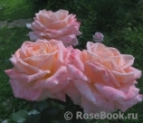 Bloom of Ruth Bloom of Ruth