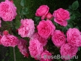 Baronesse Baronesse