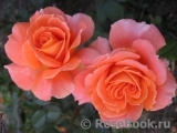 Orange Senta Orange Senta