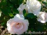 Aspirin Rose Aspirin Rose