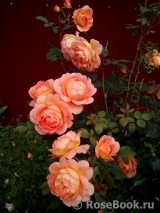 Lady of Shalott Lady of Shalott