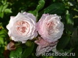 Kordes' Rosenfaszination ® Kordes' Rosenfaszination ®
