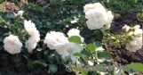 White Meidiland White Meidiland