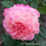 Augusta Luise Augusta Luise