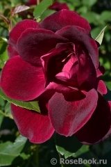Burgundy Ice Burgundy Ice
