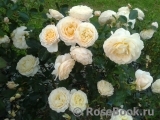 Cream Abundance Cream Abundance