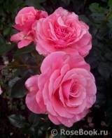 Tickled Pink Tickled Pink