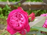 Heidi Klum Rose Heidi Klum Rose