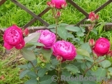 Heidi Klum Rose Heidi Klum Rose