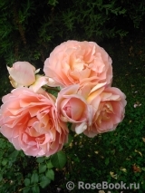 Abraham Darby Abraham Darby