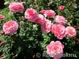 Tickled Pink Tickled Pink