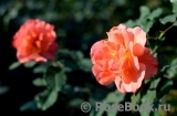 Westerland Westerland