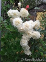 Schneewittchen Schneewittchen