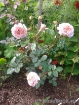 Abraham Darby Abraham Darby