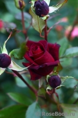 Black Baccara Black Baccara