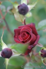 Black Baccara Black Baccara