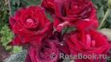 Black Baccara Black Baccara
