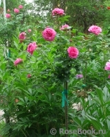 Baronesse Baronesse