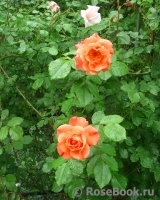 Westerland Westerland