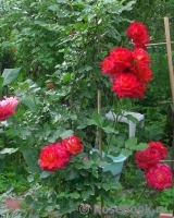 Midsummer Midsummer