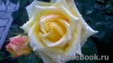 Mohana ® Mohana ®