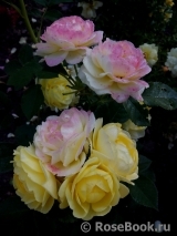 Golden Border Golden Border