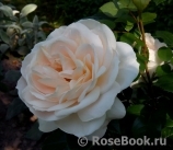 Lions Rose Lions Rose