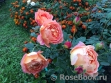 Lady of Shalott Lady of Shalott